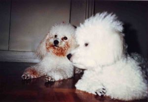 our beloved top dogs Margot and Georgie who just recently passed away after 14 years of making us happy.